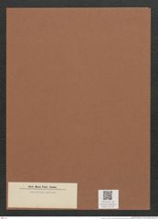 Synedra sp. (de-Toni-Nr.: Genus 66) Zeichnungen Sammlung Grunow Mappe 02778 (Herbarium_W_Grunow_drawings_Folder_02778)